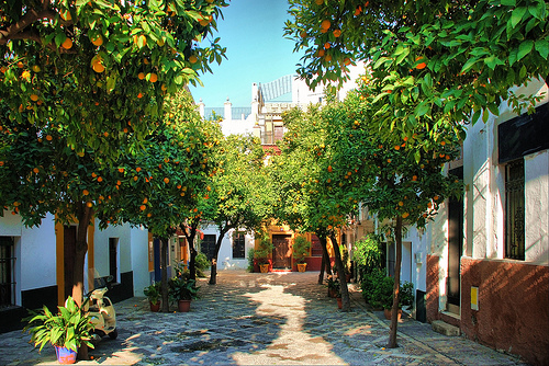Orangers de Séville - barrio de Santa Cruz